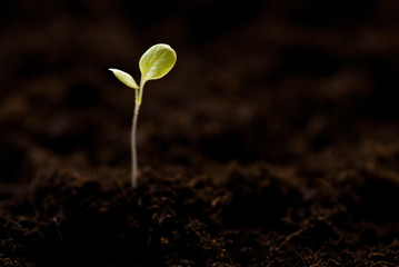awakening of the plant