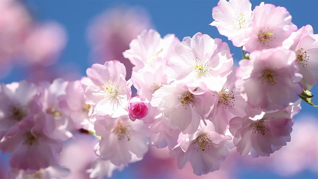 Cherry blossoms with movement