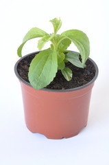 plant de stevia en pot