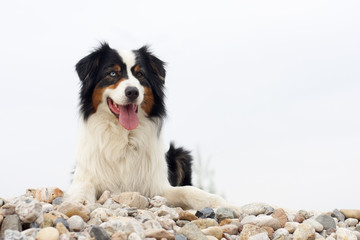 Australian Shepherd