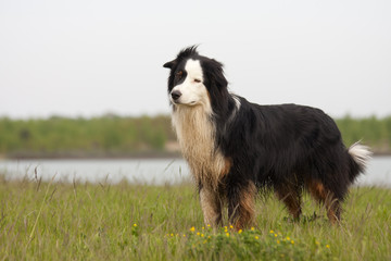 Australian Shepherd