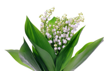 Lily of the Valley