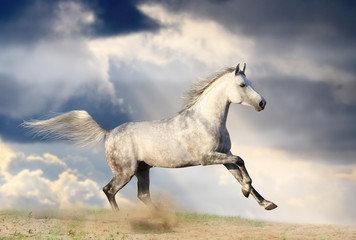 Obraz na płótnie Canvas stallion in dust