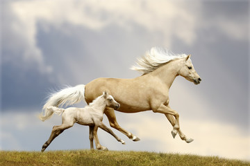 pony mare and foal
