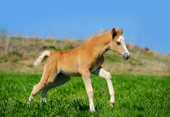 foal run