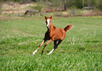 foal running