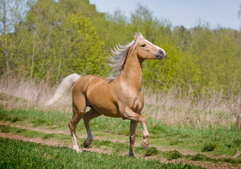 Obraz na płótnie Canvas chodzenia konia