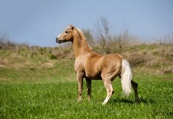 Plakat palomino stallion