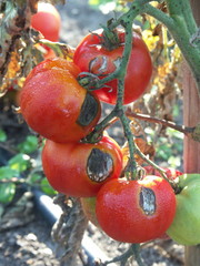tomates malades