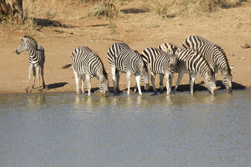 Fototapeta na wymiar Herd of Zebra drinking, South Africa