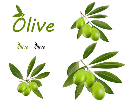 Green olive branch