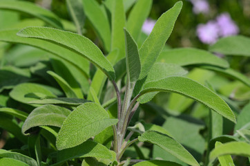Salvia