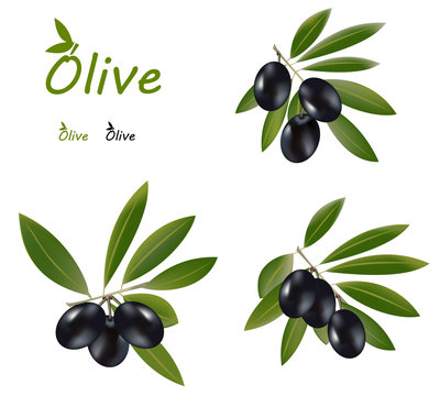 Dark olive branches