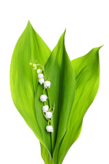 Lily of the Valley - 41247741
