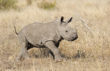 Baby White Rhino, South Africa