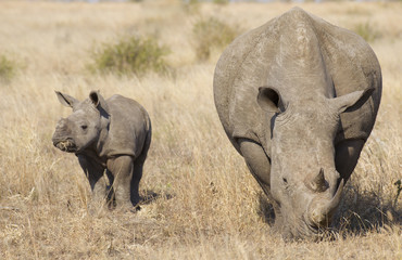 White Rhino with Baby, South Africa