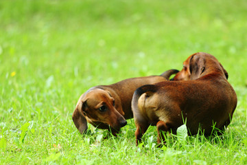dachshund on grass