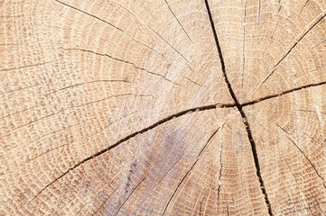 Fototapeta premium wood