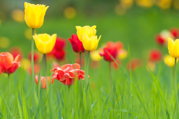 Blumenwiese mit roten und gelben Tulpen