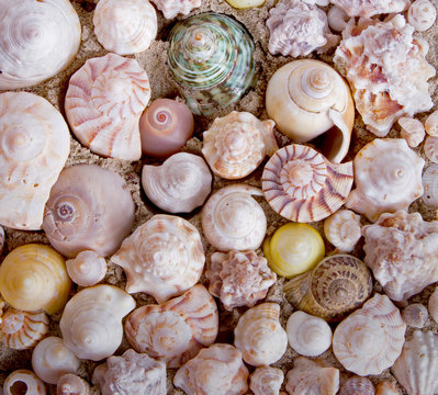 Spiral shells for background