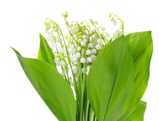 Lily of the Valley