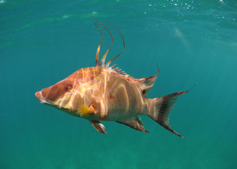 Obraz premium Hogfish swimming underwater