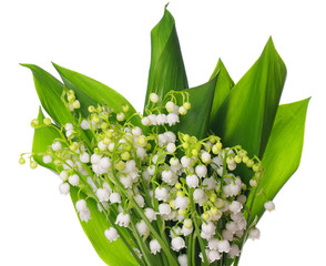 Obraz premium Lily of the Valley