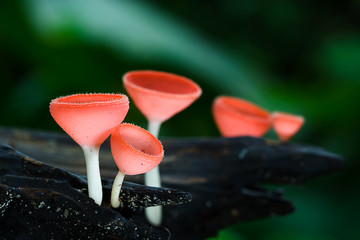autumn red champagne mushroom