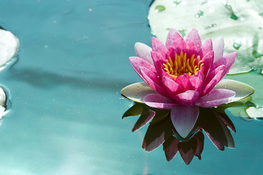 pink lotus bloom