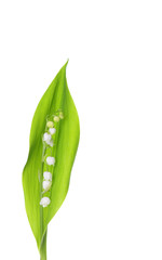 Lily of the Valley