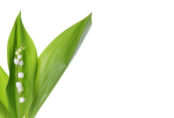 Fototapeta premium Lily of the Valley