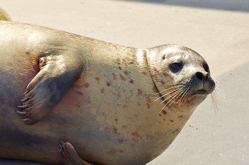 SEAL waked ゴマフアザラシ © shuttered