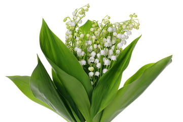 Lily of the Valley