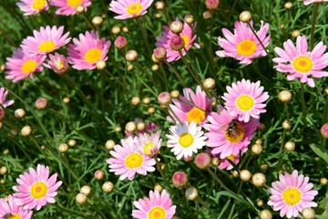 Fototapeta premium Growing Pink Daisy with a Bee