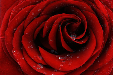 Obrazy na Szkle  Red rose closeup