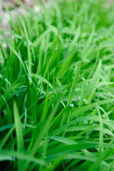 High green grass
