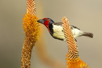 Black Collared Barbet, South Africa