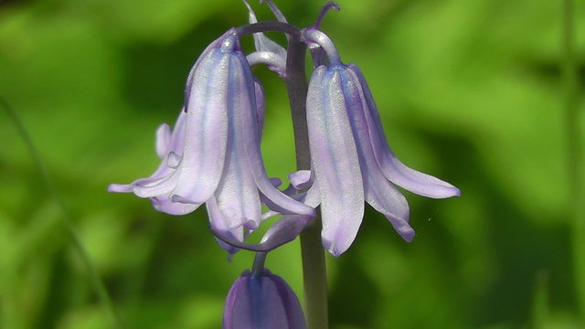 Spanisches Hasengl&ouml;cklein - Hyacinthoides hispanica