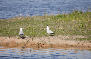 The Caspian Gull
