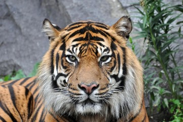 Sumatratiger