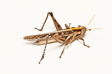 Grasshopper on white floor