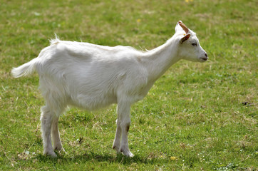 Juvenile white goat (Capra aegagrus hircus) on grass
