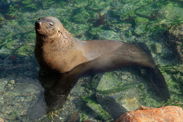 Obraz premium Brown (Cape) fur seal (Arctocephalus pusillus)