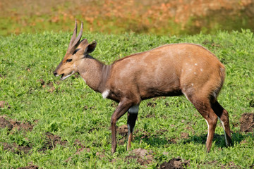 Naklejka na ściany i meble Mężczyzna antylopy Bushbuck (Tragelaphus scriptus)