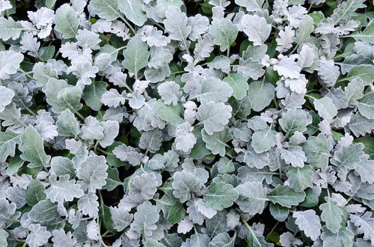 Plants of the licorice plant (Helichrysum petiolare)