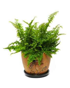 fern in a brown pot isolated on white background