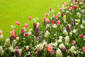 Colorful tulips, hyacinths and daffodils in spring - 41255397