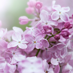 Fototapeta na wymiar Fioletowy Lilac