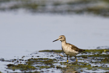 Wood Sandpiper (Tringa glareola)