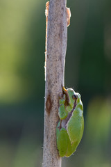 Laubfrosch